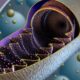 Función de las membranas mitocondriales