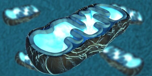 Modulación del metabolismo mitocondrial