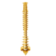 Cara anterior de la columna vertebral