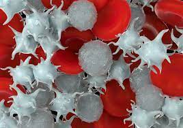 Vida media de las plaquetas