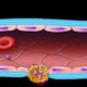 Participación del colágeno subendotelial en la hemostasia