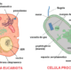 Célula eucariota vs procariota