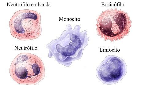 Principales tipos de leucocitos