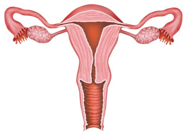 Características del cuerpo uterino