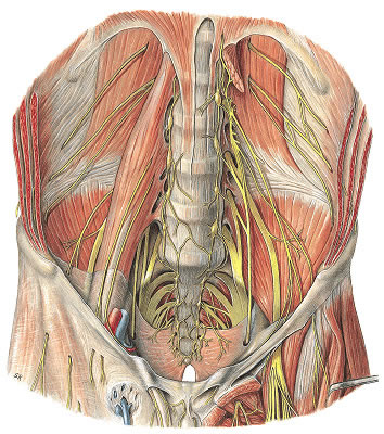 Anatomía del plexo lumbar