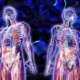 ¿Qué estudia la fisiología humana?