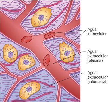 Intercambio de líquido extracelular entre sangre y tejidos