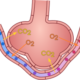 ¿Cuál es el grosor de la membrana alveolar?