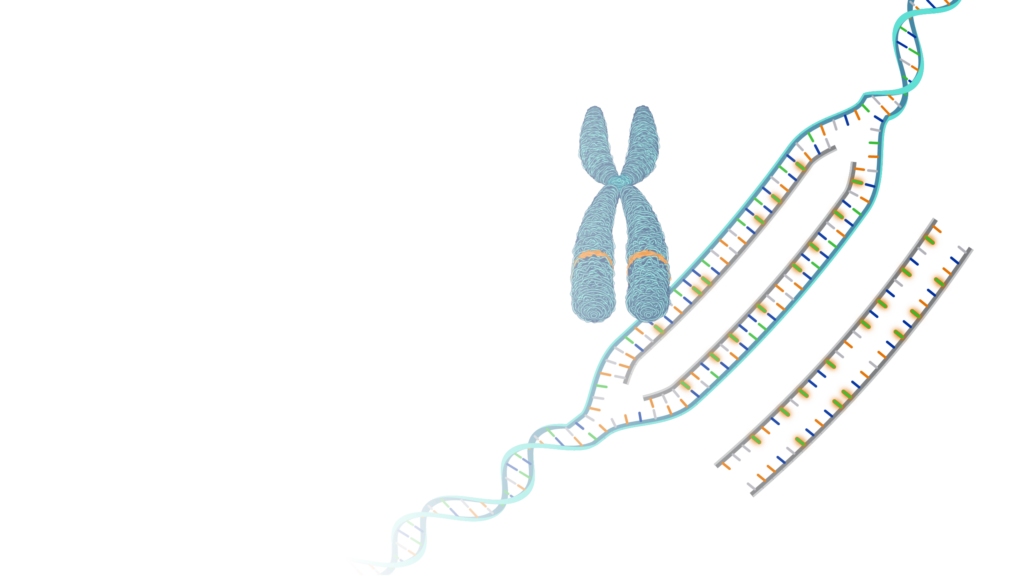 Técnicas de hibridación