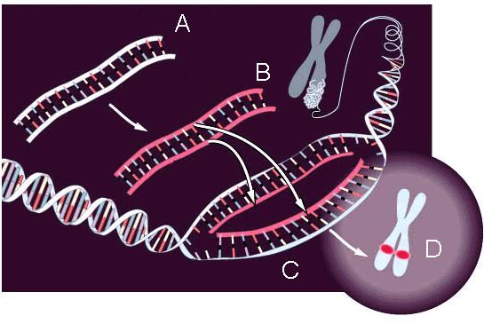 ¿Qué significa hibridación?