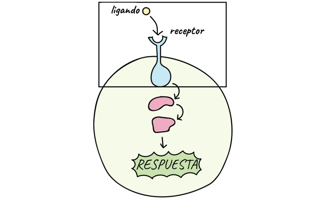 Detección de la lesión o la infección por el sistema inmunológico