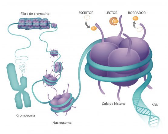 Relación del ADN con las histonas