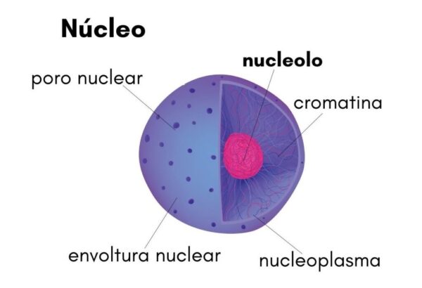 Función del nucleolo