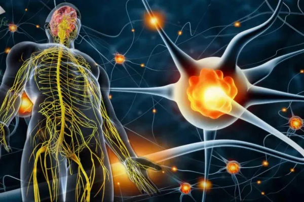 Neuronas de los nervios periféricos