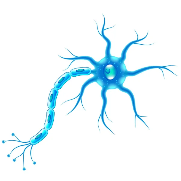 ¿Cuál es la unidad funcional del sistema nervioso?