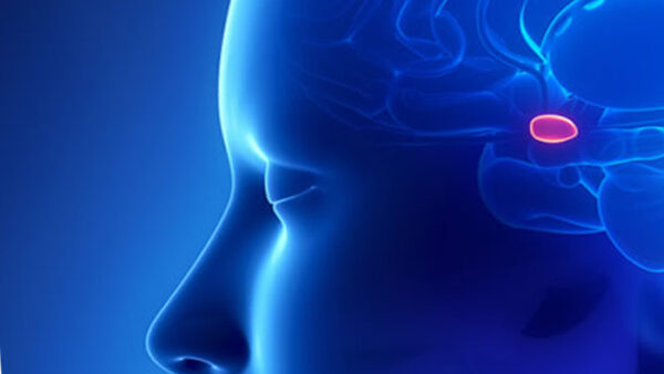 ¿Cuánto pesa la hipófisis?