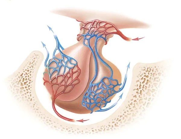 Irrigación de la hipófisis