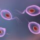 Tratamiento de la infección por Trichomonas vaginalis