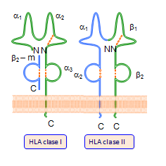 ¿Qué es el complejo mayor de histocompatibilidad?