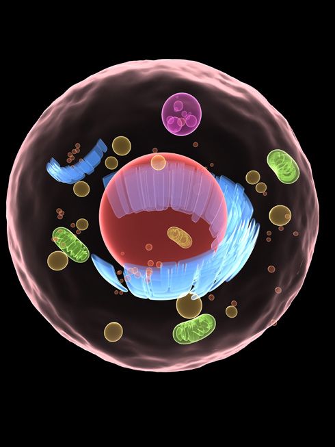 Sistema digestivo de la célula