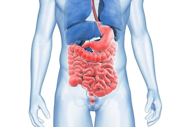 ¿Qué órganos son responsables de la digestión?