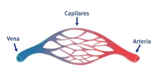 capilares sanguíneos