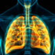 Estudio anatómico del sistema respiratorio