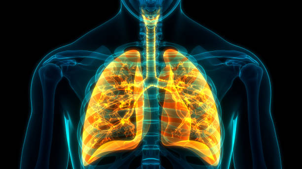 Estudio anatómico del sistema respiratorio