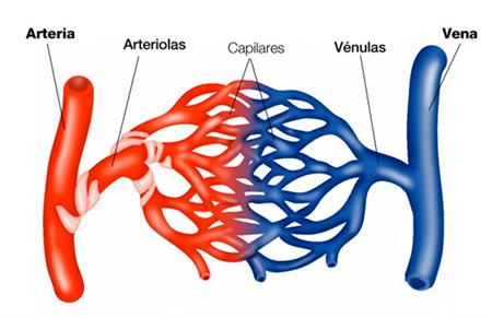 Uniones arteriolocapilares y capilarovenulares