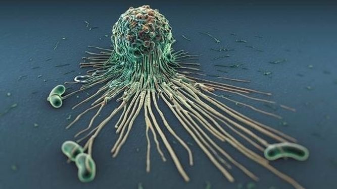 Células del sistema inmunitario