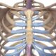 Anatomía macroscópica del esternón