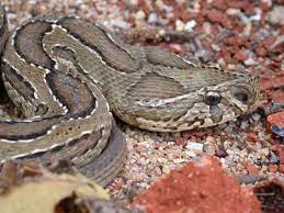 Mordedura por víbora de Rusell