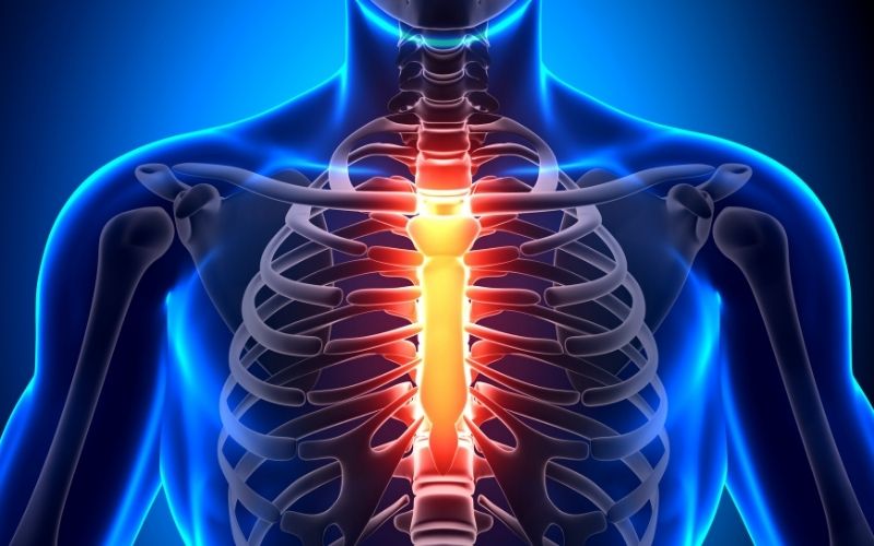 Desarrollo del esternón