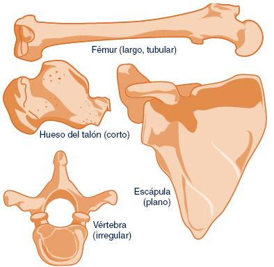 Clasificación de los huesos según su forma