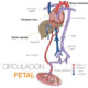 Vena umbilical: anatomía y función