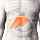 Participación del hígado en el metabolismo del hierro