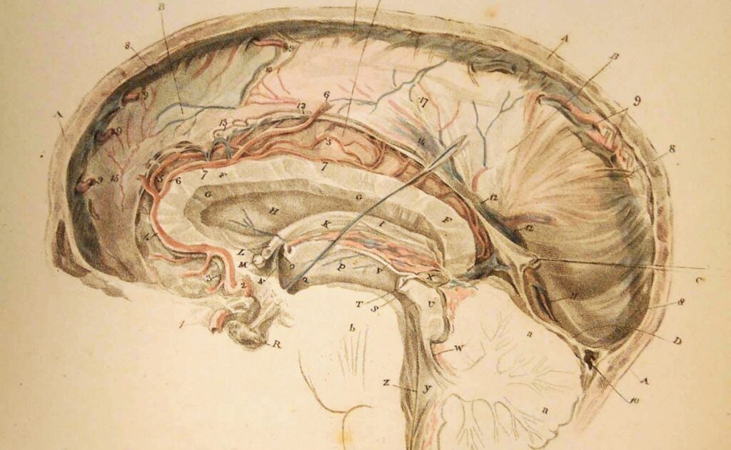 Neuroanatomía: Origen de la terminología