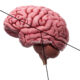 Disposición y relaciones de las estructuras neuroanatómicas