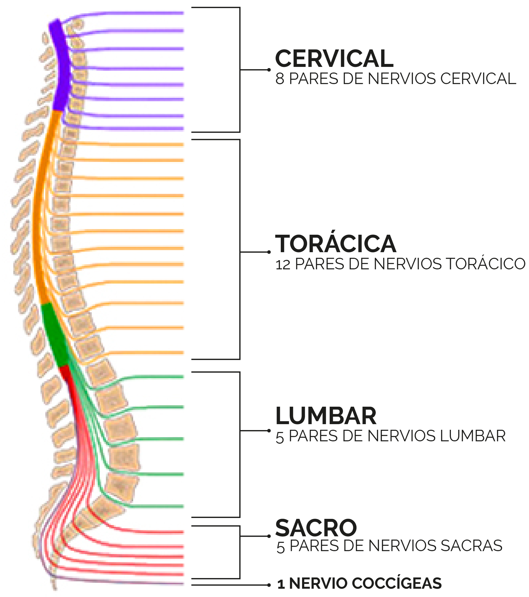 ¿Como se organizan las raíces de los nervios espinales? ¿Como se organizan las raíces de los nervios espinales?