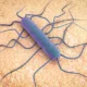 Listeriosis
