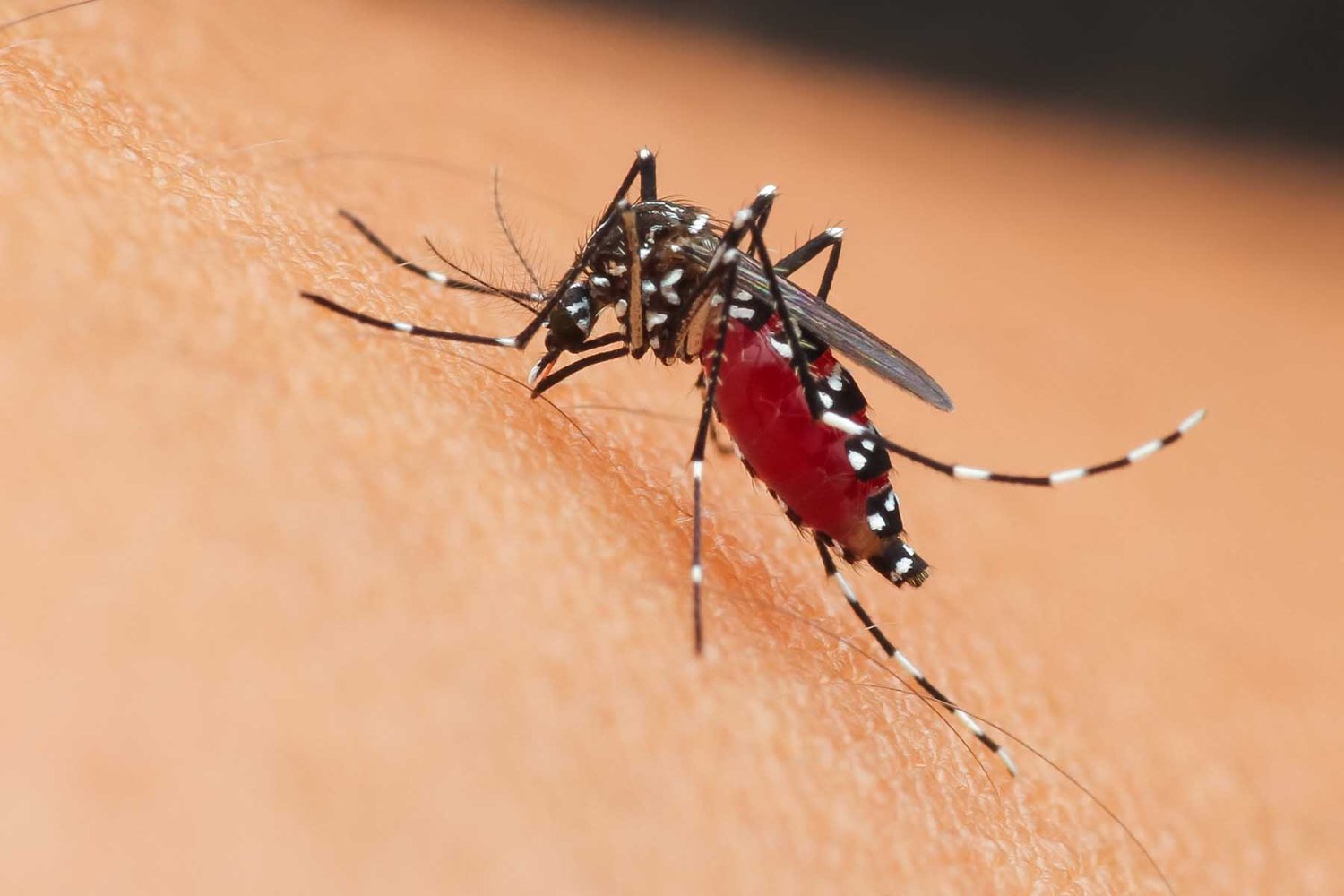 Factores que aumentan de la incidencia del dengue Factores que aumentan de la incidencia del dengue
