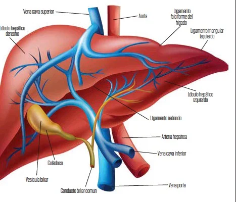 ¿Qué son las venas porta accesorias?