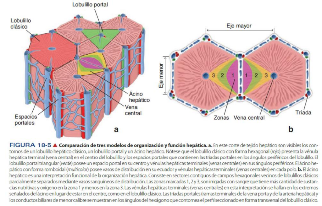 Unidad estructural y funcional del hígado