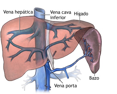 Vena porta hepática
