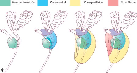 Zonas del parénquima prostático