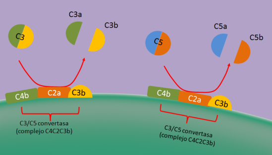 Agentes terapéuticos bloqueadores del complemento.