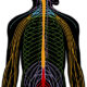 sistema nervioso periférico