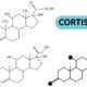 Mecanismos del cortisol en la inflamación