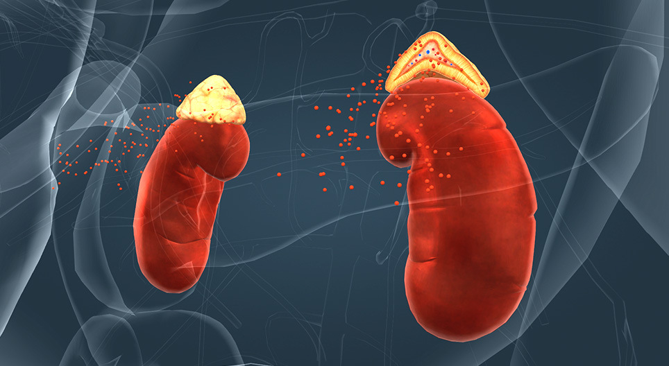 La Médula suprarrenal es un caso especial de inervación