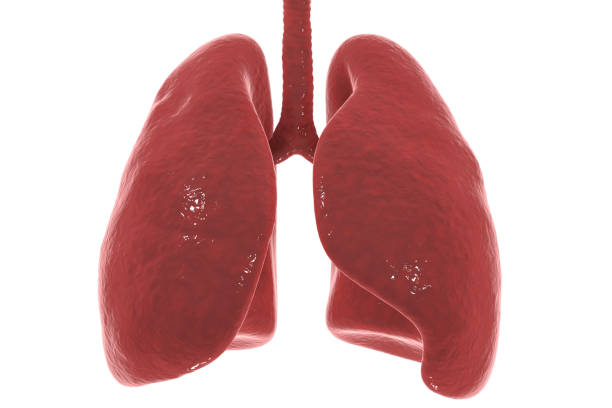 ¿Cuánto pesan los pulmones?